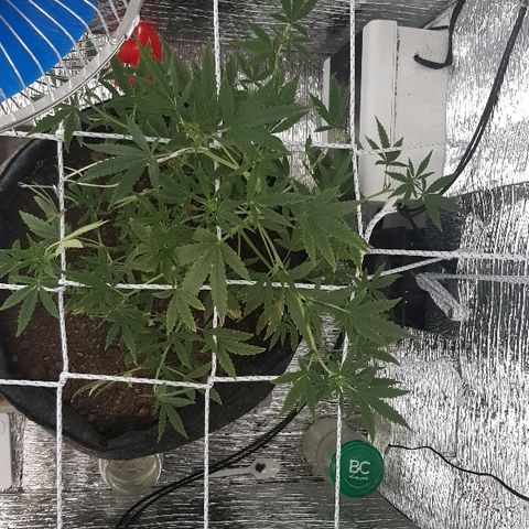 Pequeña Gran Marley growlog timeline photo
