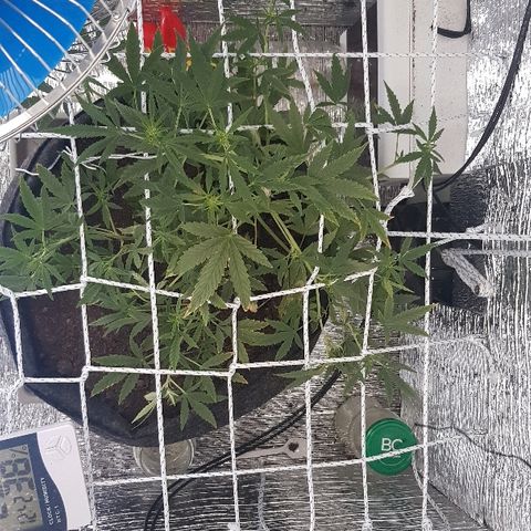 Pequeña Gran Marley growlog timeline photo