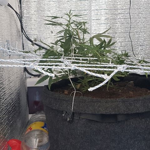 Pequeña Gran Marley growlog timeline photo