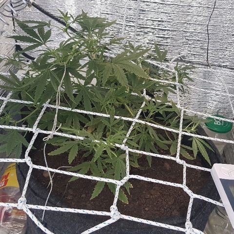 Pequeña Gran Marley growlog timeline photo