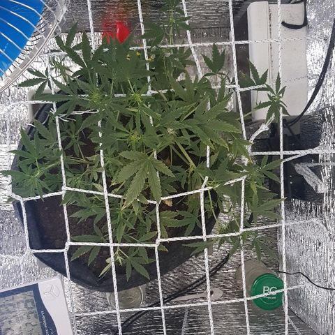 Pequeña Gran Marley growlog timeline photo