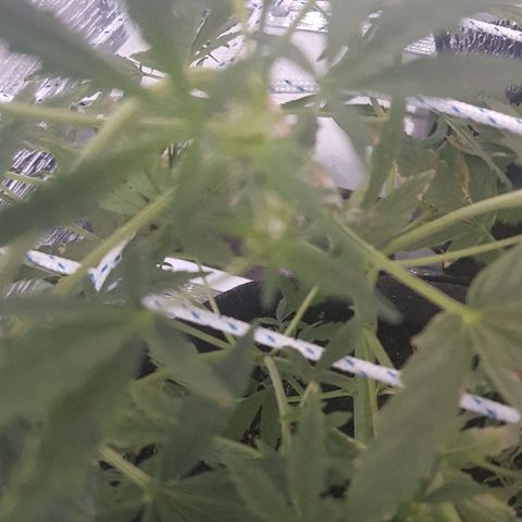 Pequeña Gran Marley growlog timeline photo