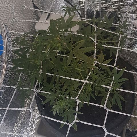 Pequeña Gran Marley growlog timeline photo