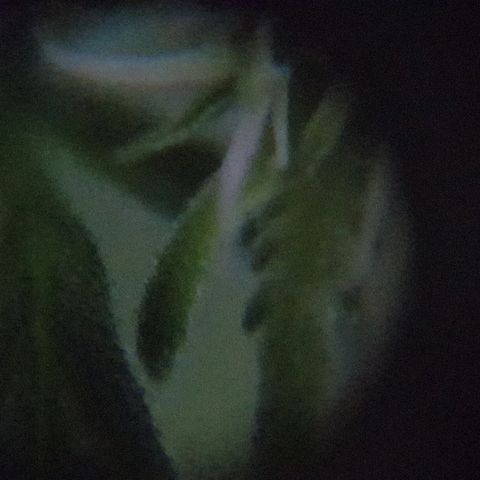 Pequeña Gran Marley growlog timeline photo