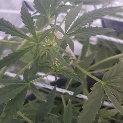 Pequeña Gran Marley growlog timeline photo