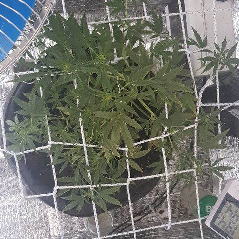 Pequeña Gran Marley growlog timeline photo