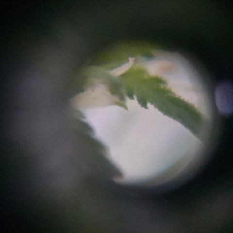 Pequeña Gran Marley growlog timeline photo