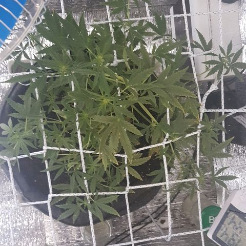Pequeña Gran Marley growlog timeline photo