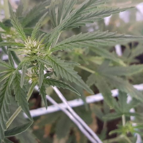 Pequeña Gran Marley growlog timeline photo