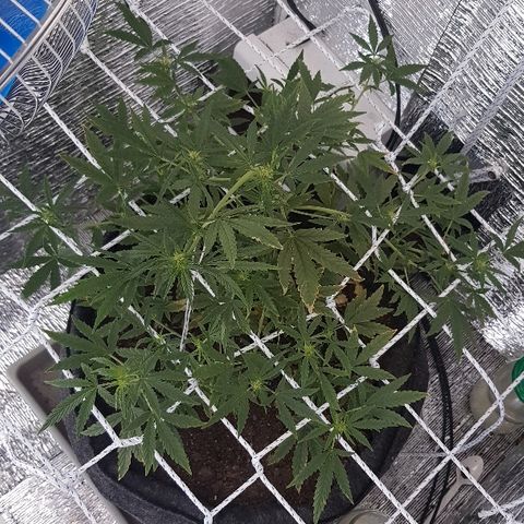 Pequeña Gran Marley growlog timeline photo