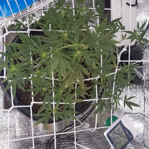 Pequeña Gran Marley growlog timeline photo