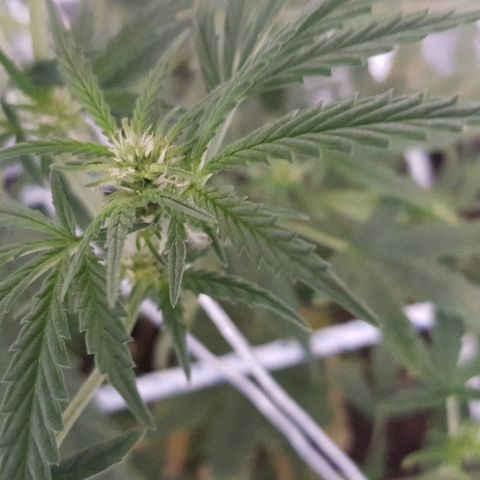 Pequeña Gran Marley growlog timeline photo