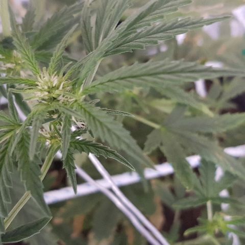 Pequeña Gran Marley growlog timeline photo