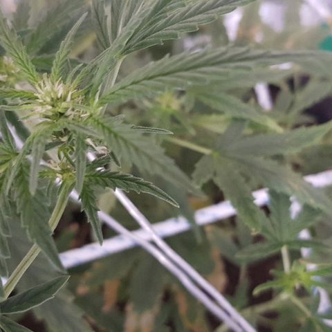 Pequeña Gran Marley growlog timeline photo