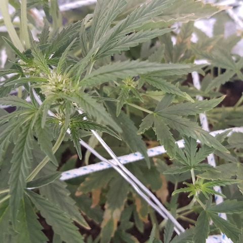 Pequeña Gran Marley growlog timeline photo