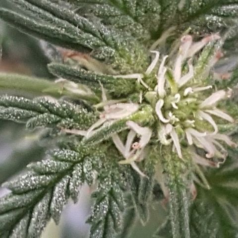 Pequeña Gran Marley growlog timeline photo