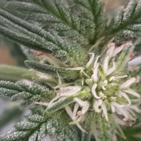 Pequeña Gran Marley growlog timeline photo