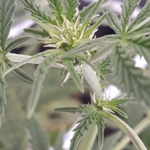 Pequeña Gran Marley growlog timeline photo