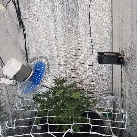 Pequeña Gran Marley growlog timeline photo
