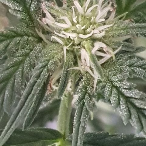 Pequeña Gran Marley growlog timeline photo