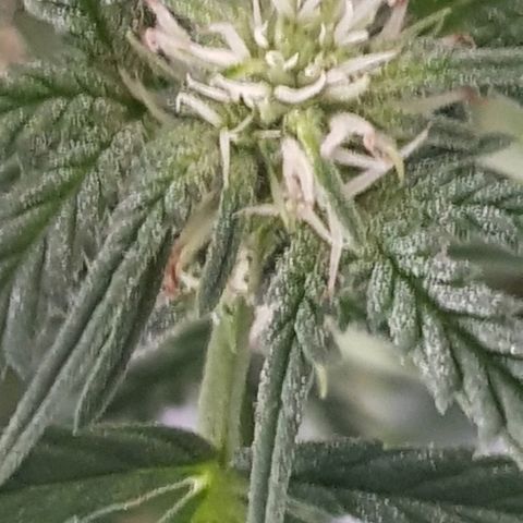Pequeña Gran Marley growlog timeline photo