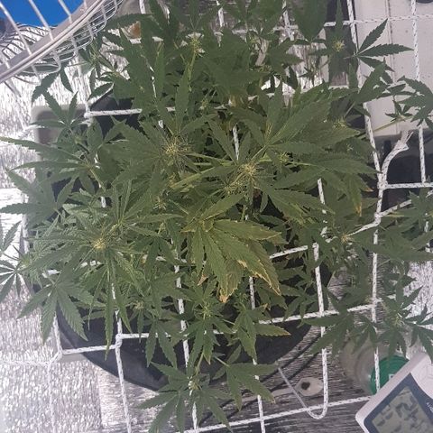 Pequeña Gran Marley growlog timeline photo