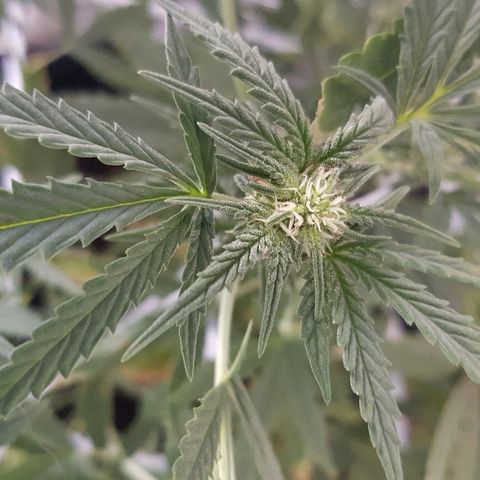 Pequeña Gran Marley growlog timeline photo