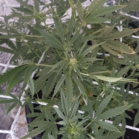 Pequeña Gran Marley growlog timeline photo