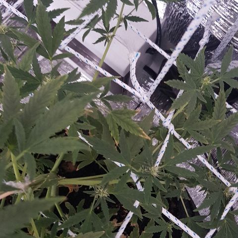 Pequeña Gran Marley growlog timeline photo