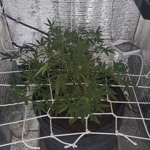 Pequeña Gran Marley growlog timeline photo