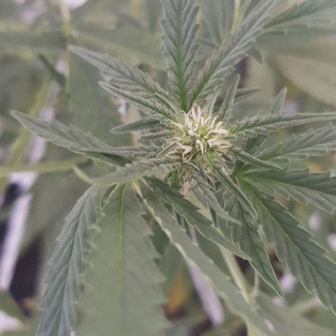 Pequeña Gran Marley growlog timeline photo