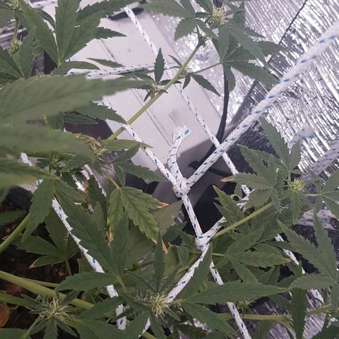 Pequeña Gran Marley growlog timeline photo