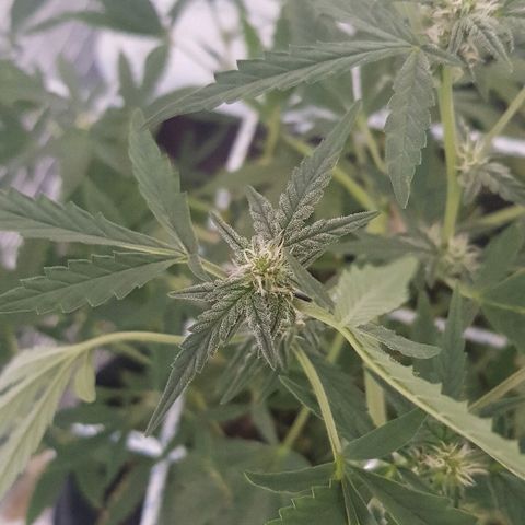 Pequeña Gran Marley growlog timeline photo