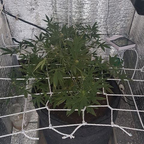 Pequeña Gran Marley growlog timeline photo