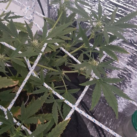 Pequeña Gran Marley growlog timeline photo