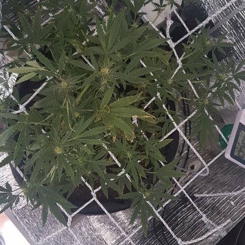 Pequeña Gran Marley growlog timeline photo