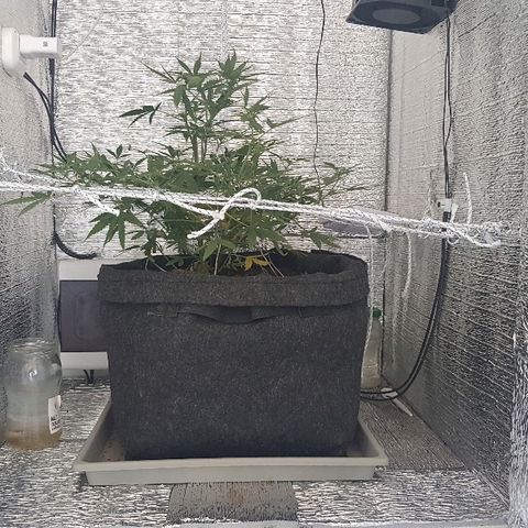 Pequeña Gran Marley growlog timeline photo