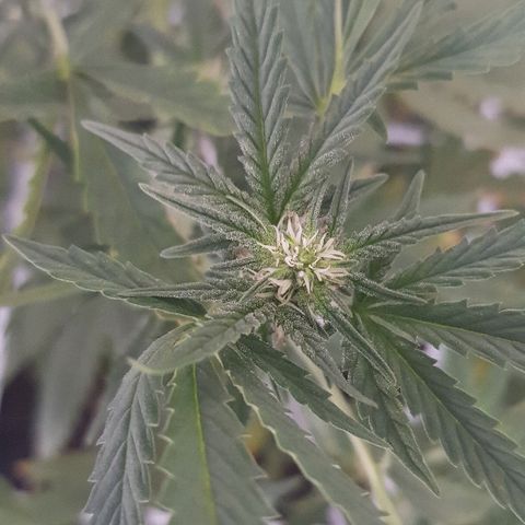 Pequeña Gran Marley growlog timeline photo