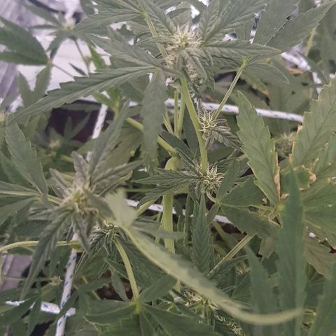 Pequeña Gran Marley growlog timeline photo