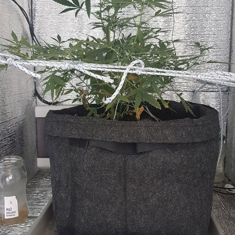 Pequeña Gran Marley growlog timeline photo