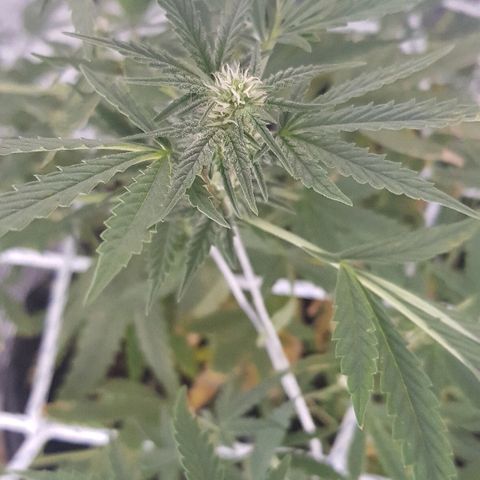 Pequeña Gran Marley growlog timeline photo