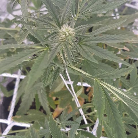 Pequeña Gran Marley growlog timeline photo