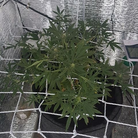 Pequeña Gran Marley growlog timeline photo