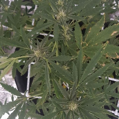 Pequeña Gran Marley growlog timeline photo