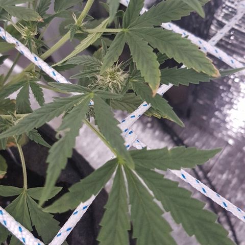 Pequeña Gran Marley growlog timeline photo
