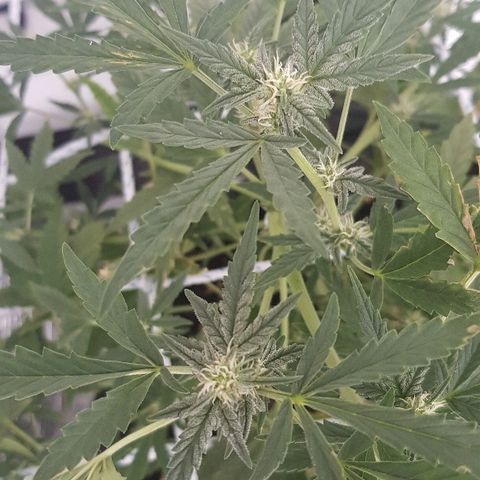 Pequeña Gran Marley growlog timeline photo