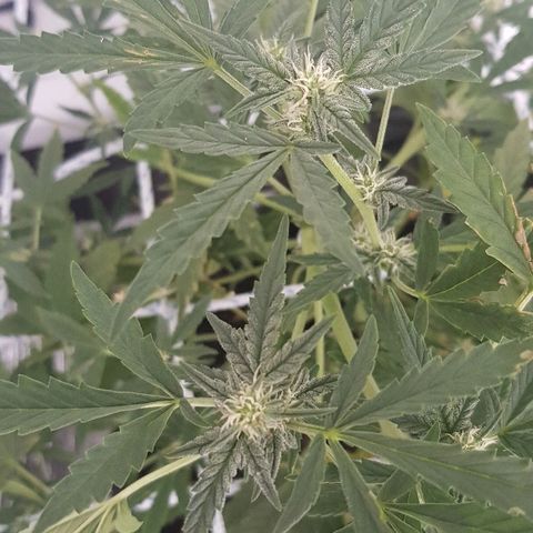 Pequeña Gran Marley growlog timeline photo