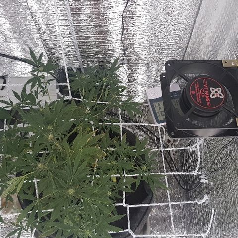Pequeña Gran Marley growlog timeline photo