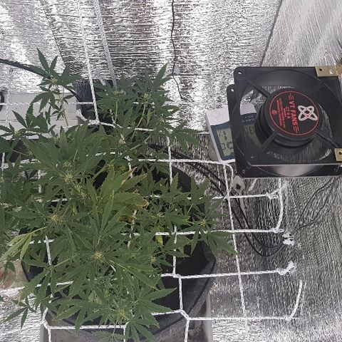 Pequeña Gran Marley growlog timeline photo