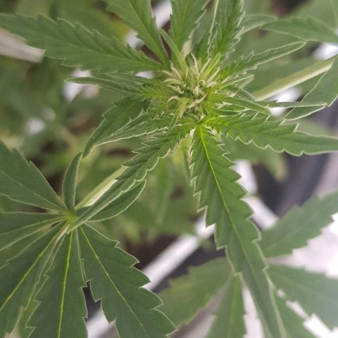 Pequeña Gran Marley growlog timeline photo